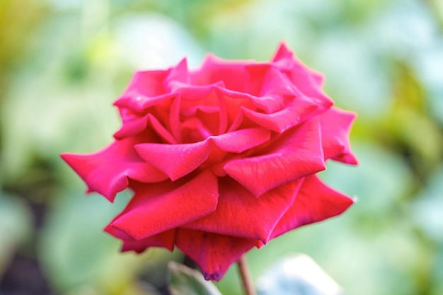 Rozen op een struik in een tuin