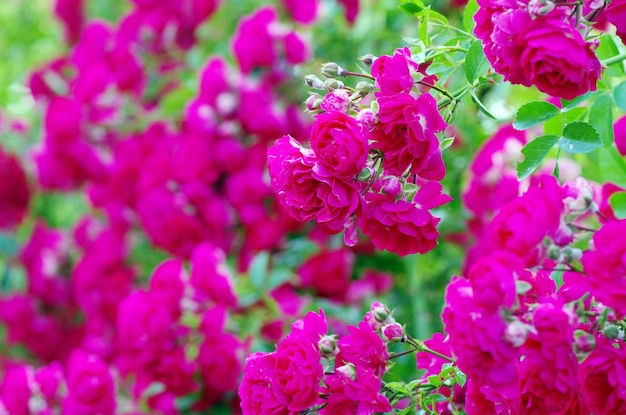 Rozen op een struik in een tuin