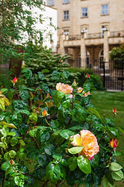 Rozen op het kerkhof van de kathedraal van Bristol in Bristol in het zuidwesten van het Verenigd Koninkrijk. Het wordt volledig genoemd als Kathedraalkerk van de Heilige en Onverdeelde Drie-eenheid.