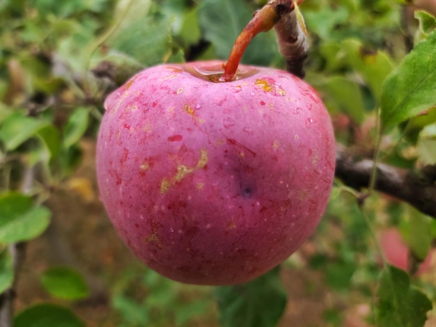 Rozenappel close-up na regen met worm