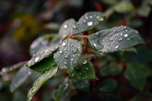 Rozenblaadjes na regen met druppels vocht