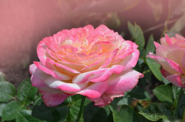 Rozenblad verandert van geel naar roze Rose Aquarell groeit buiten