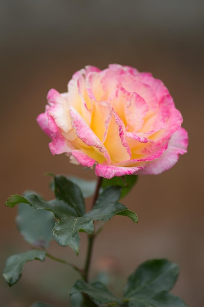 Rozenblad verandert van geel naar roze Rose Peace groeit buiten