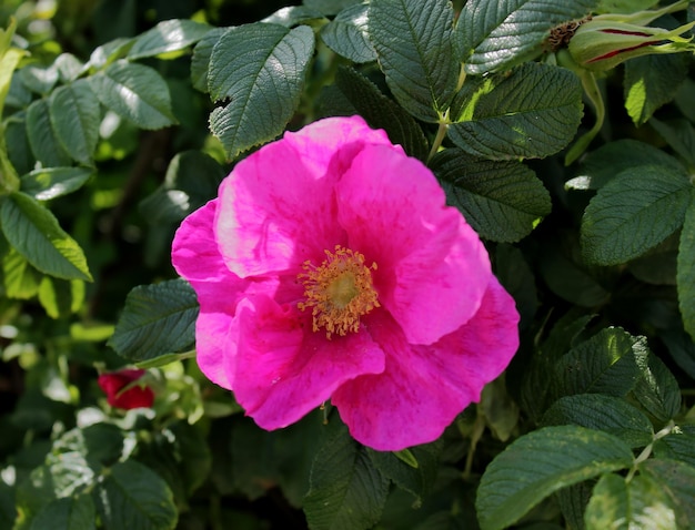 Rozenbloem en groene bladeren