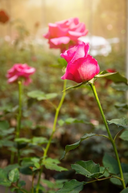 Rozenbloem in de tuin op onscherpe achtergrond, broeikas van rozenbloem