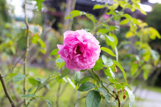 rozenbloem in de tuin