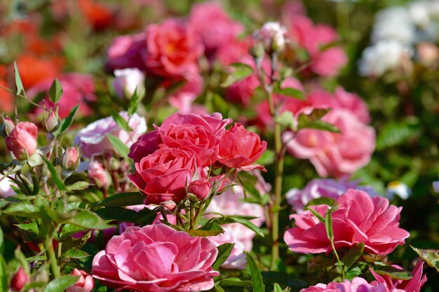 Rozenbloemen in de tuin