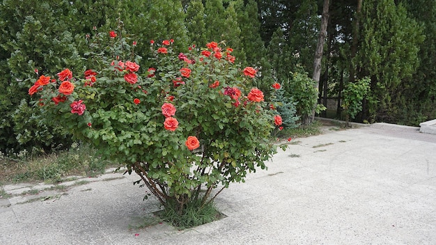 Rozenbomen in de tuin rode en roze rozenbomen