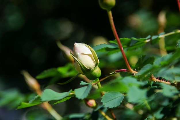 Rozenbottelknoppen gesloten tussen groene bladeren close-up