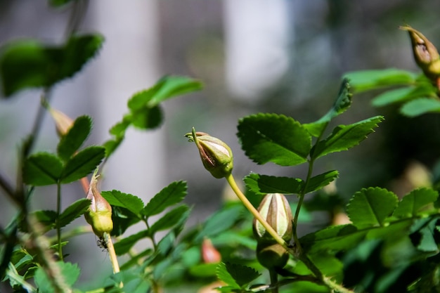 Rozenbottelknoppen gesloten tussen groene bladeren close-up