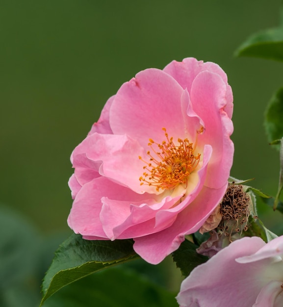 Rozenbottels het geslacht en de culturele vorm van planten van de roze familiestruiken tot 2 meter hoog