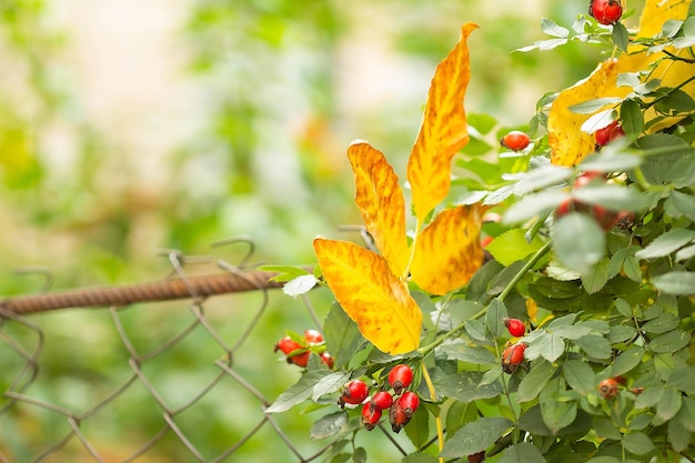 Rozenbottels in de herfst met gele bladeren op een gaashek