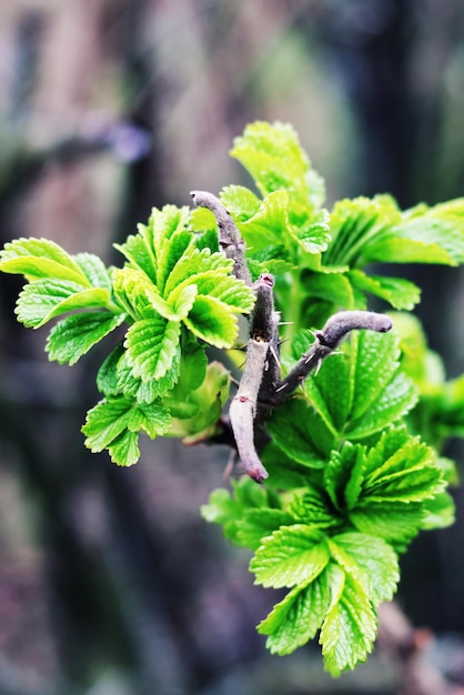 Foto rozenbotteltak met groene bladeren close-up