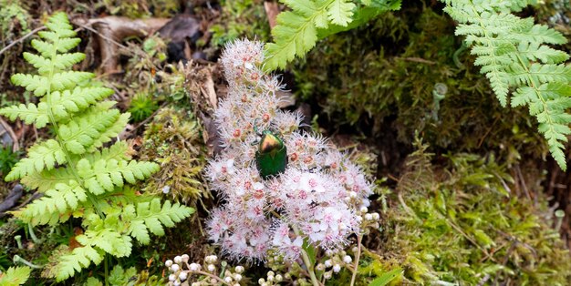 Rozenkever Cetonia aurata op bloemen van Spirea bumalda