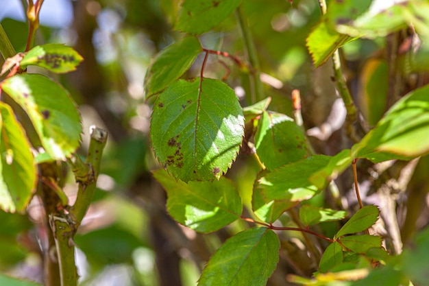 Rozenkrans laat detail in de lente, foto genomen met macrolens