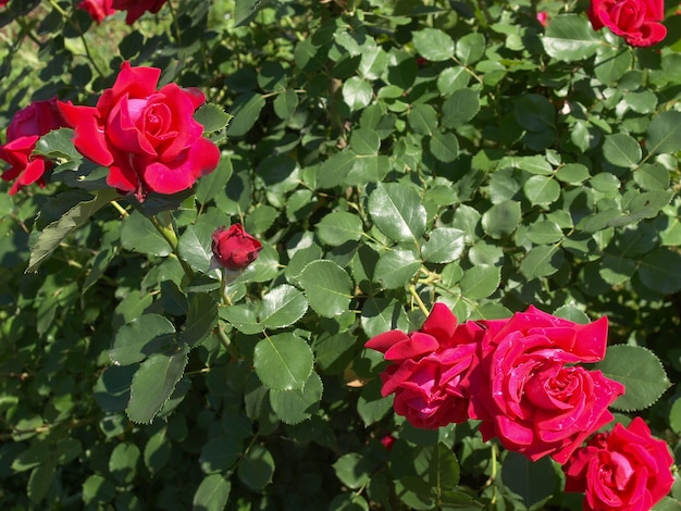 Rozenplant (Rosa) rode bloem