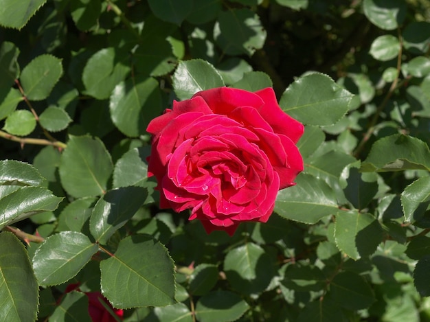 Rozenplant (Rosa) rode bloem