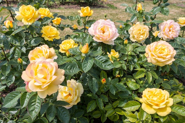 rozenstruik gele verse mooie rozen op een zomerdag in de botanische tuin