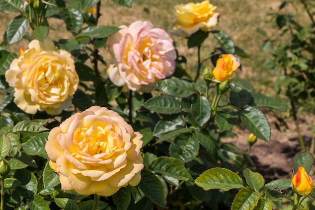 Rozenstruik gele verse mooie rozen op een zomerdag in de botanische tuin