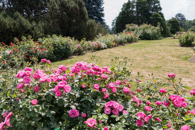 rozenstruik roze verse mooie struikrozen op een zomerse dag in de botanische tuin