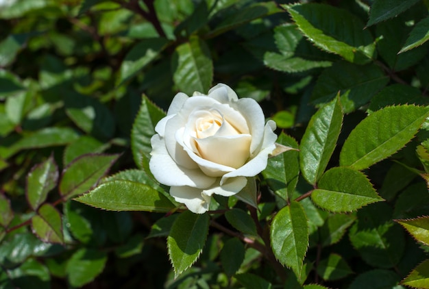 Rozenstruiken in de tuin