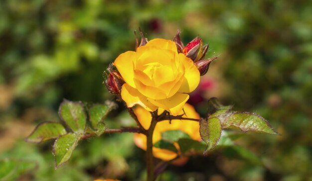 Rozenstruiken in de tuin