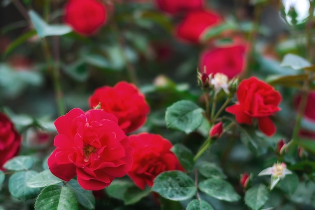 Rozenstruiken in de tuin