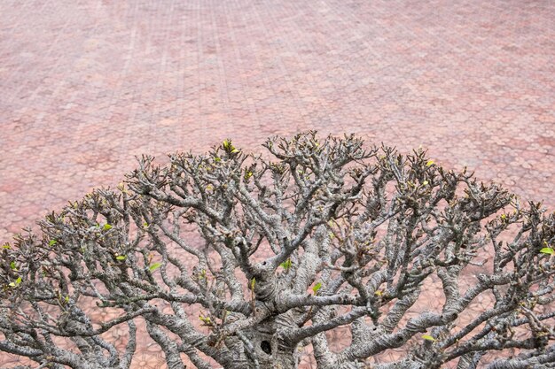 Rozenwoestijnbloem open tak droog