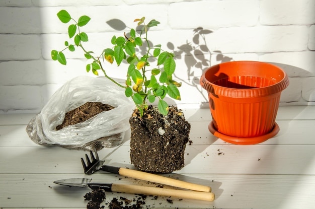 Rozenzaailing overplanten in nieuwe pot met tuingereedschap Verzorging van zieke kamerplanten