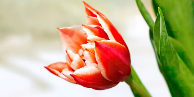 Rozerode tulpen Mooie bloemen als cadeau voor je vriendin