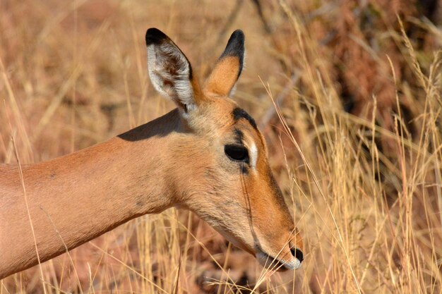 Ruana national park in ngorongoro