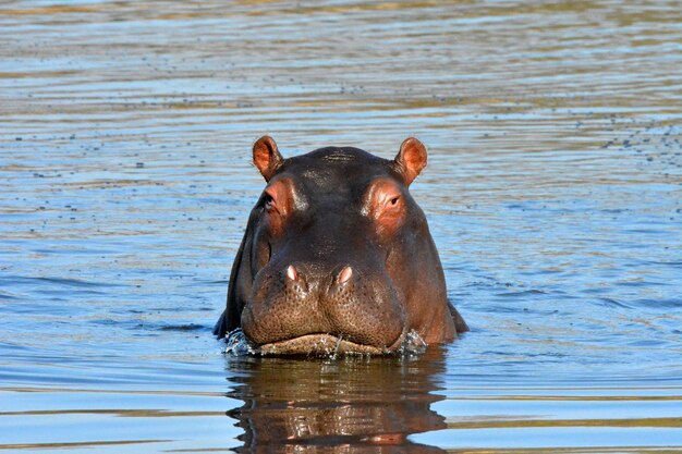 Ruana national park in ruaha