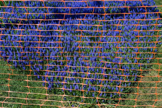 Rubber fence in the tulip garden