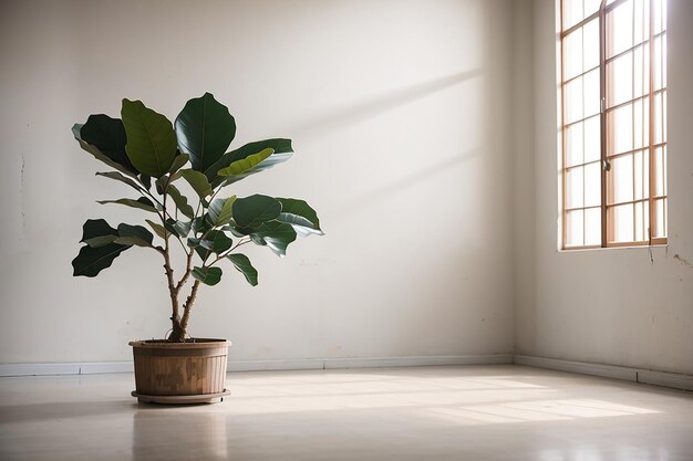 空の部屋のゴムいちじくの植物