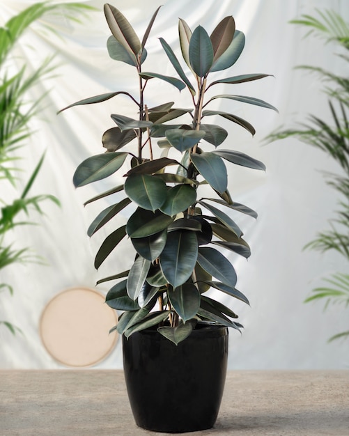 Rubber fig tree plant in black pot