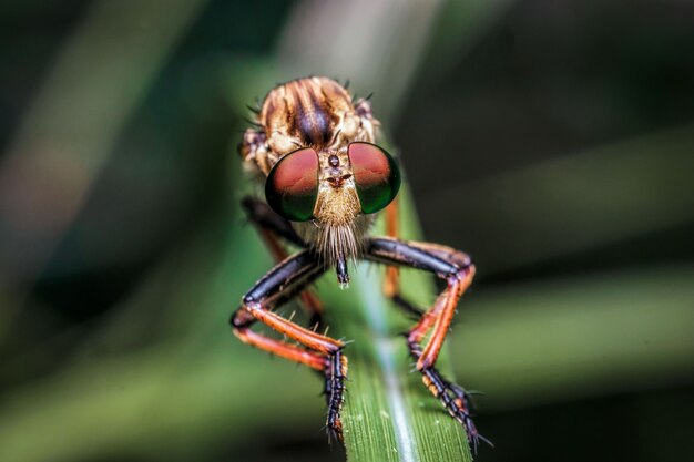 Rubber fly over the leaves in nature