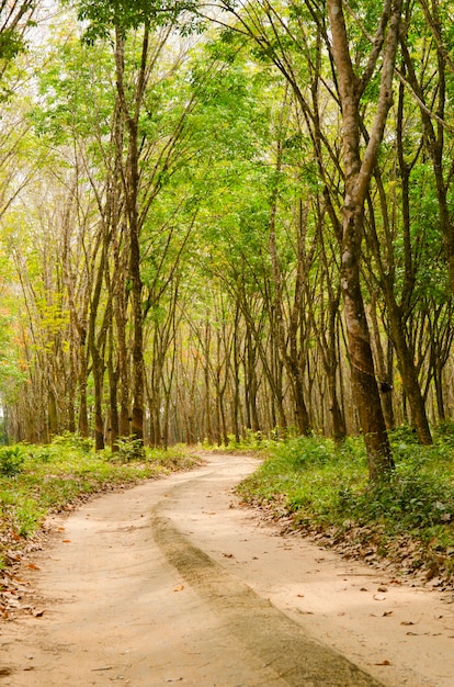 Rubber forest