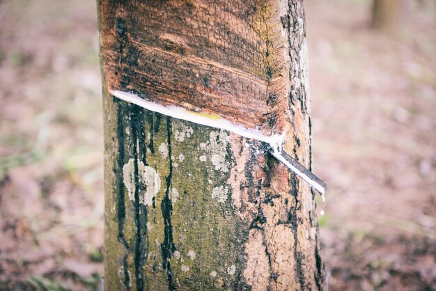 Photo rubber latex droping extracted from rubber tree plantation agriculture of asia for natural latex