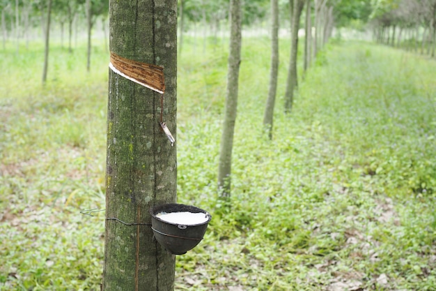 Photo rubber latex extracted from rubber tree in thailand