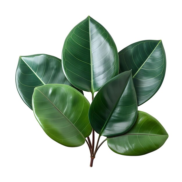 Rubber Plant Dark Green Color Leaf Indoor Plant With Large L Isolated on White Background Clean