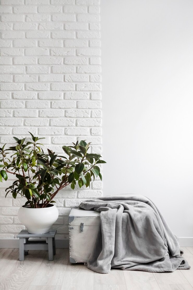 Каучуковое растение (Ficus elastica) в белом цветочном горшке и серое мягкое флисовое одеяло на белом деревянном ящике. Белая стена с кирпичами на фоне