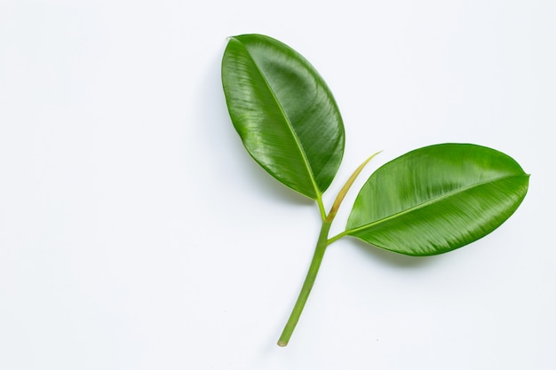 Rubber plant leaves