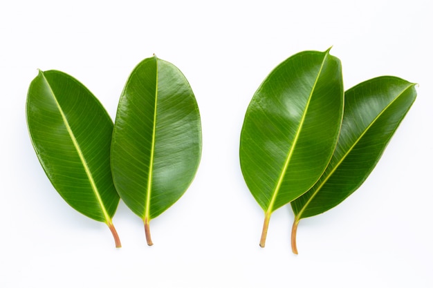 Rubber plant leaves