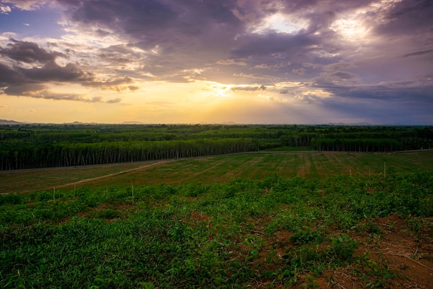 Rubber plantation farming area in the south of Thailand