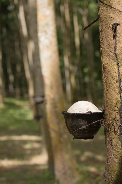 Photo rubber plantation with black pots for collecting rubber a source of natural rubber