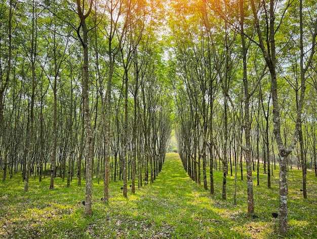 Rubber plantation with rubber tree forest in agriculture of asia for natural latex row of tree