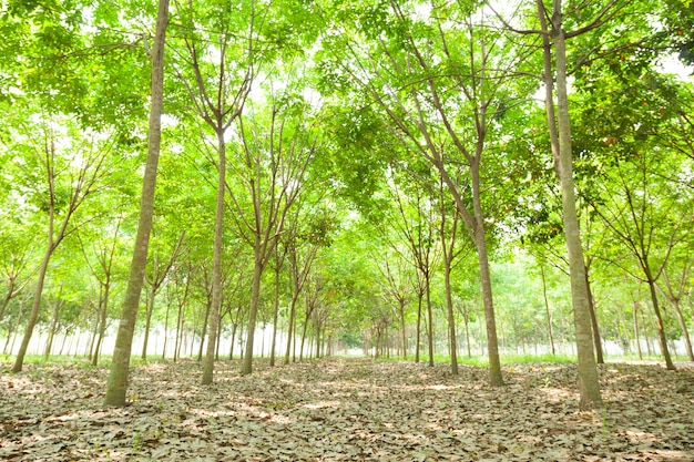 rubber plantation