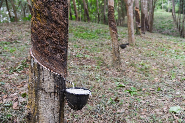 Rubber plantations with rubber latex in bowl extracted from rubber tree plantation agriculture of asian for natural latex