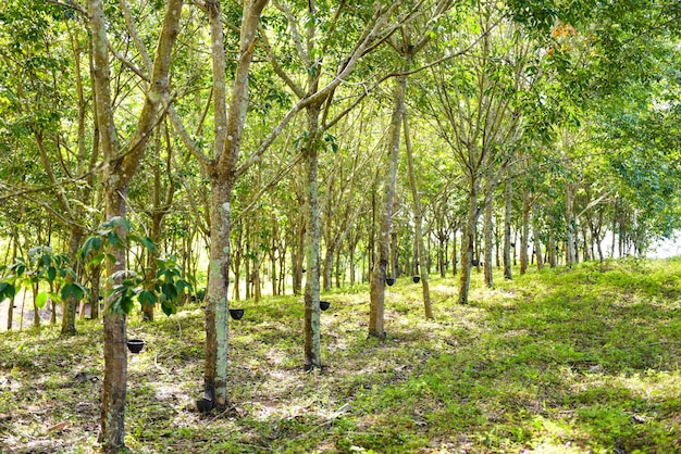 写真 タイの庭の天然ラテックスの木のためのゴムの木農業アジアとゴム農園