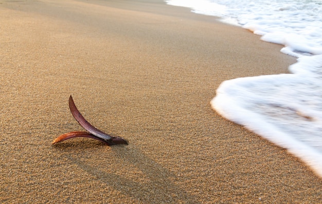 Rubber seed on the beach